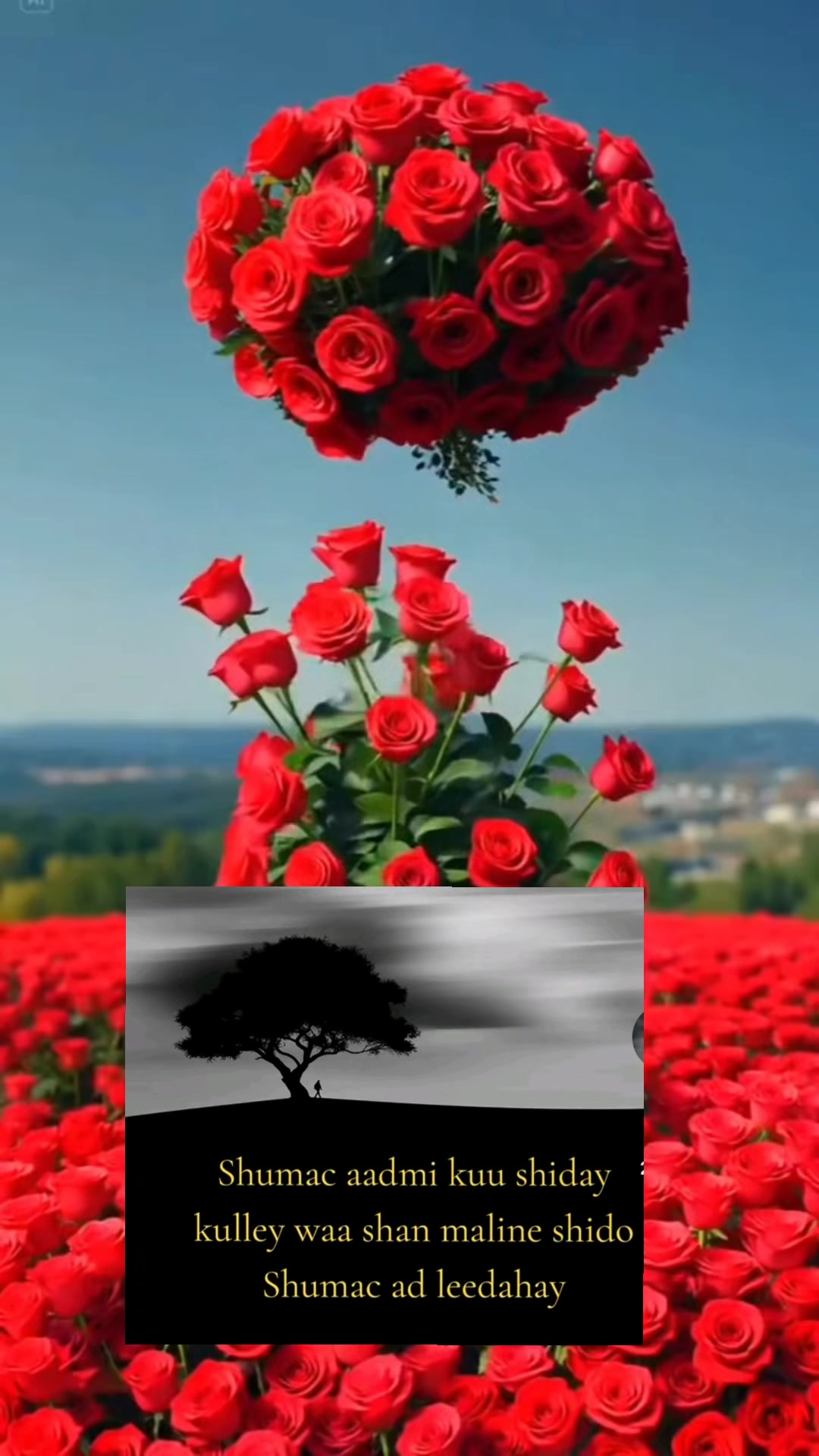 @raaliyo