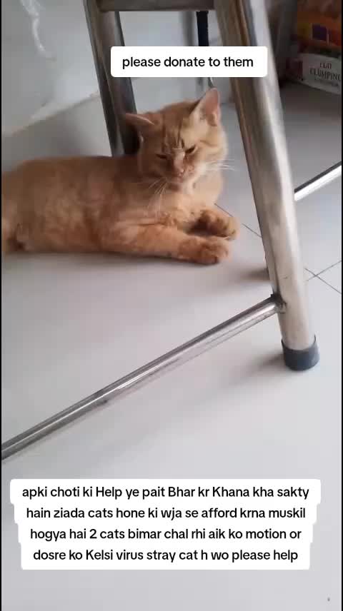 @PawfectLife🐾