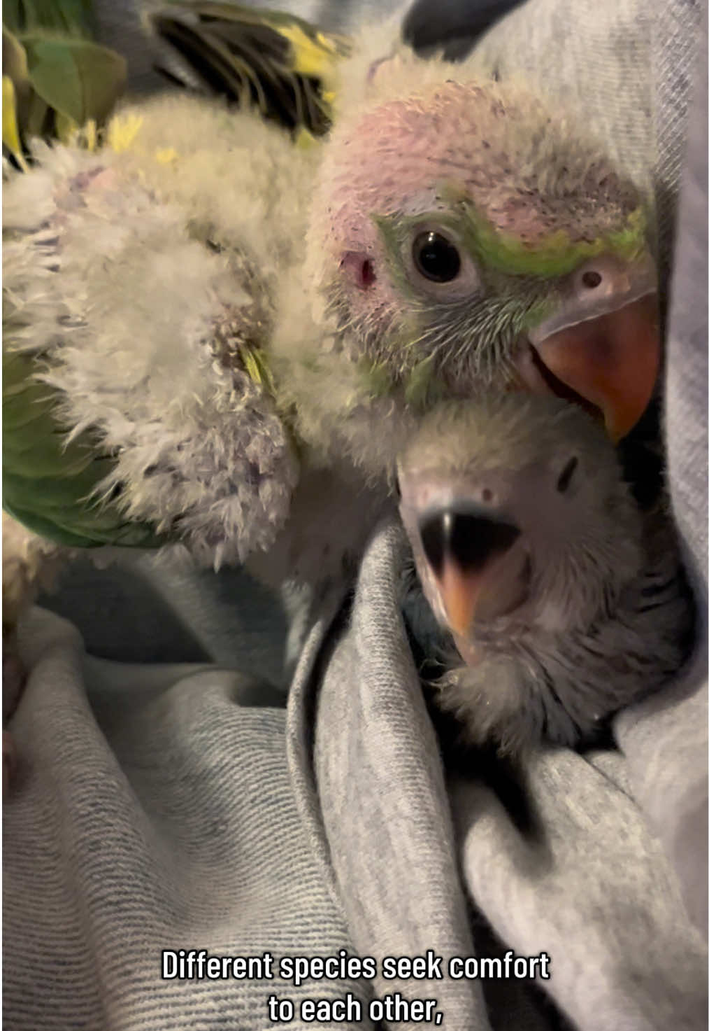 @crisaandbirds