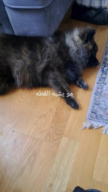 @Ibtesam