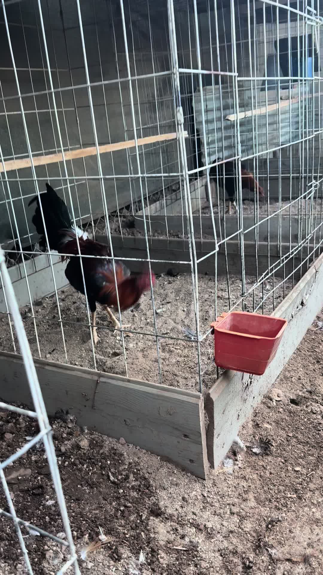 @los cal&eacute;ntanos game farm