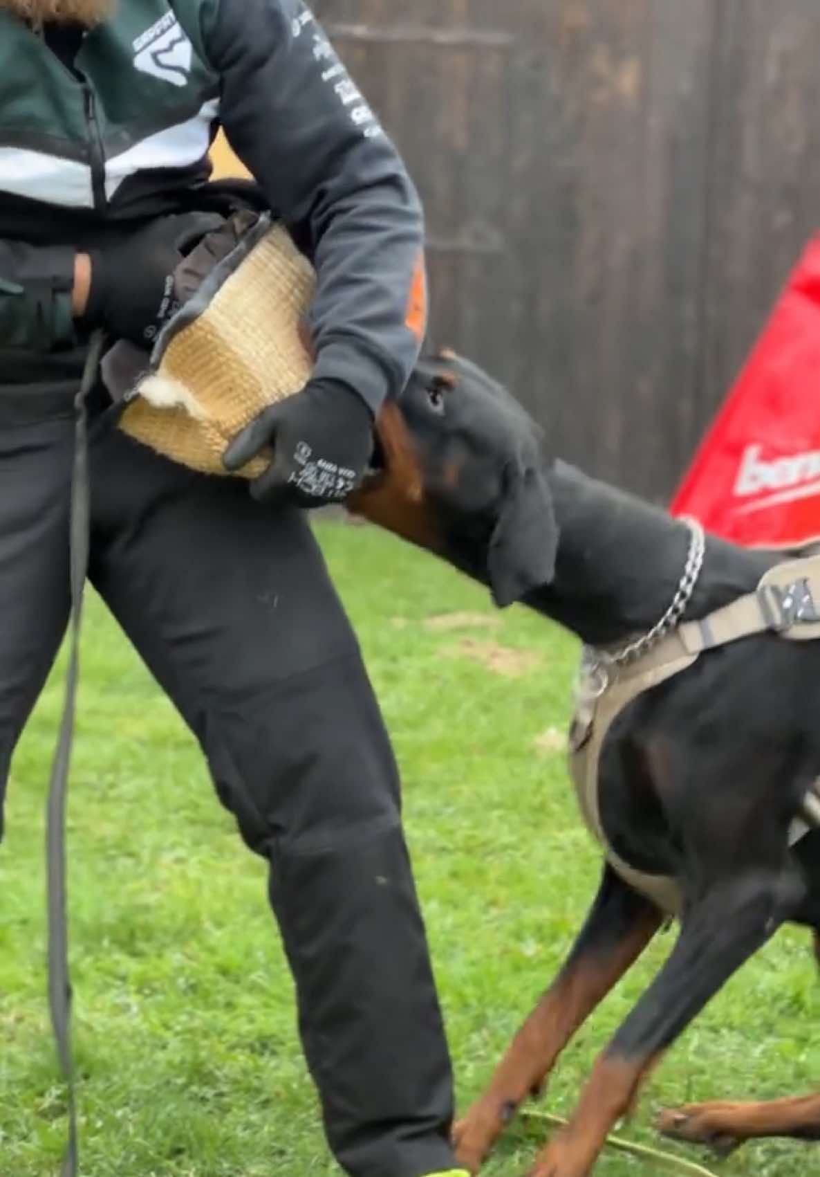 @GRAREVA dobermanns