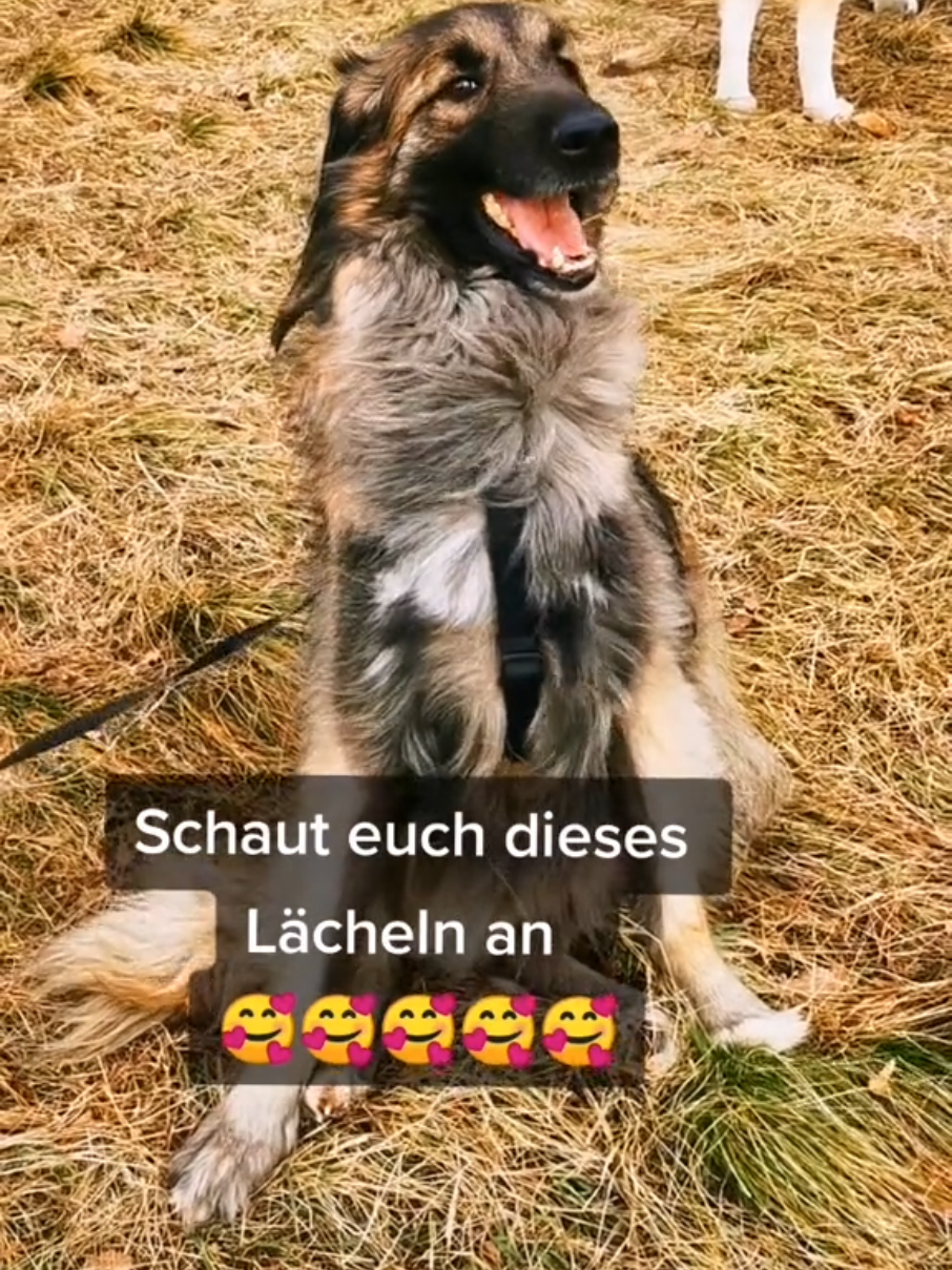 @Handicap.dogs.on.tour.