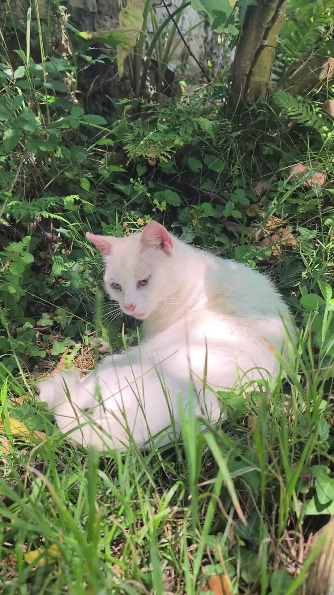 @La loca de los gatos