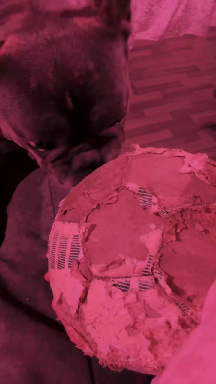 @Gizmo the frenchie & my humans