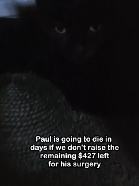 @Saving Paul the brave Cat!