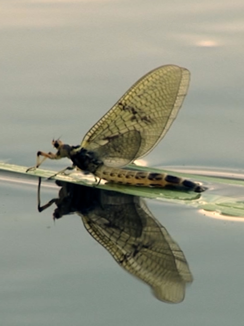 @Fishing TV