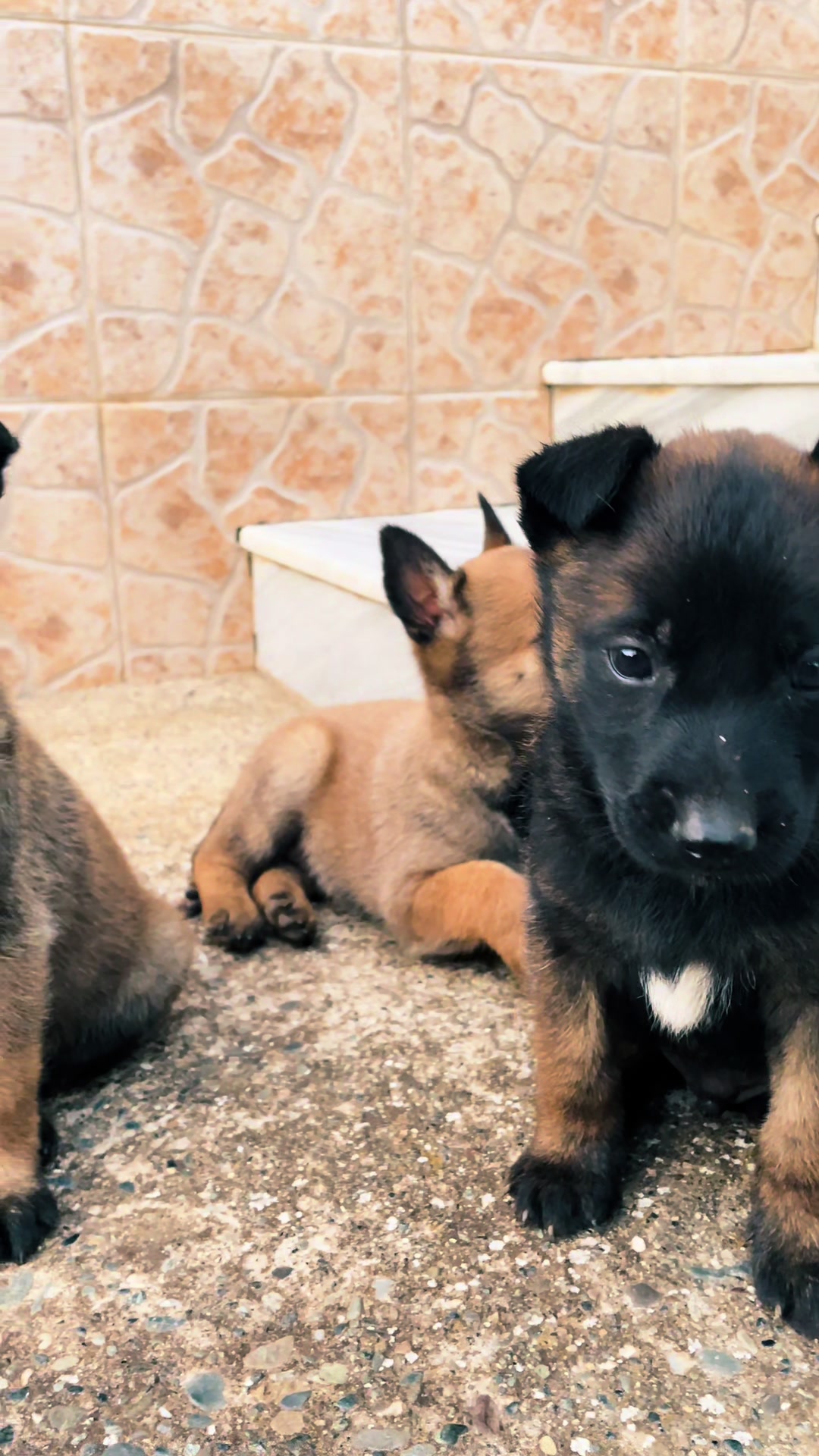 @The_belgian_malinois