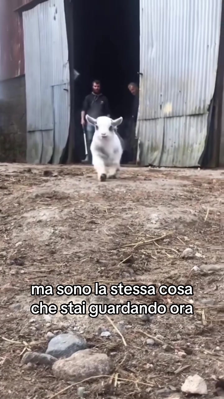 @Vegantok
