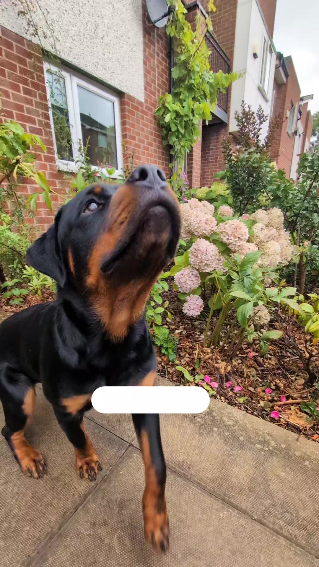 @Rio The Rottie 🐾🐶