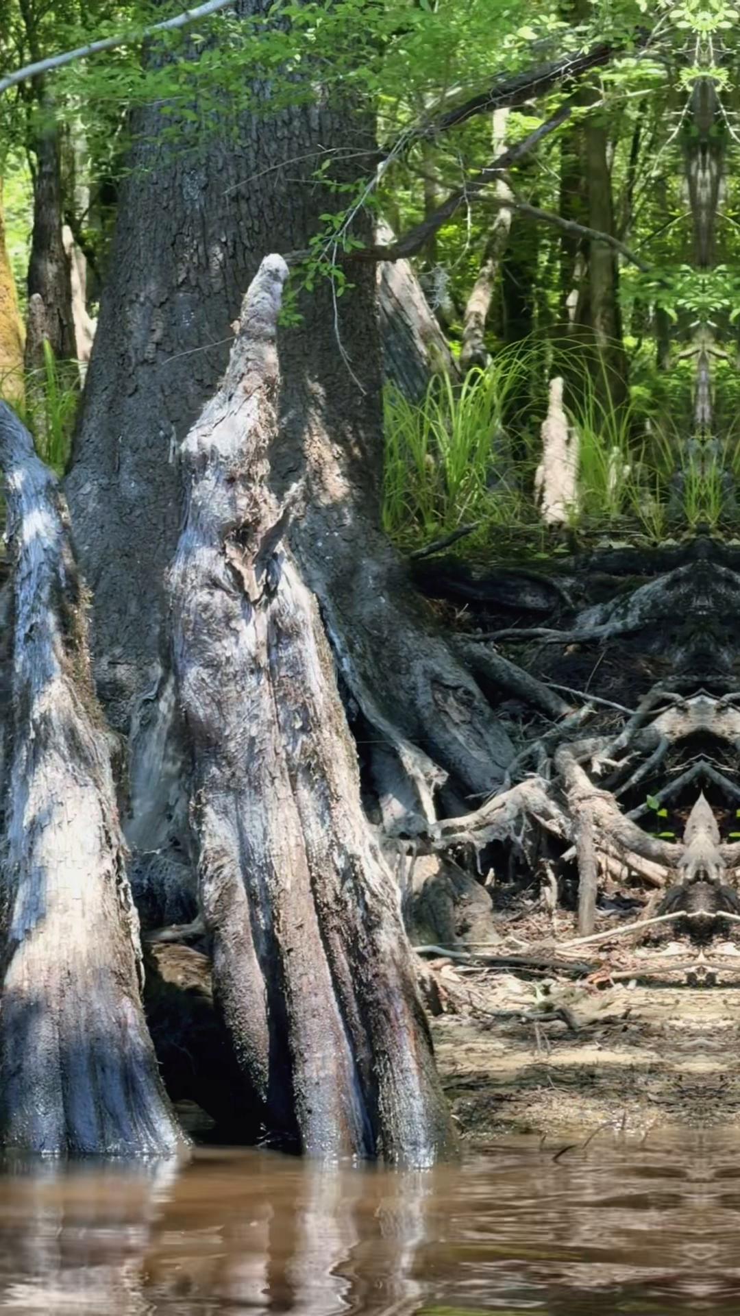 @🌳 🛶 🐊  SHARI 🥾🏔️