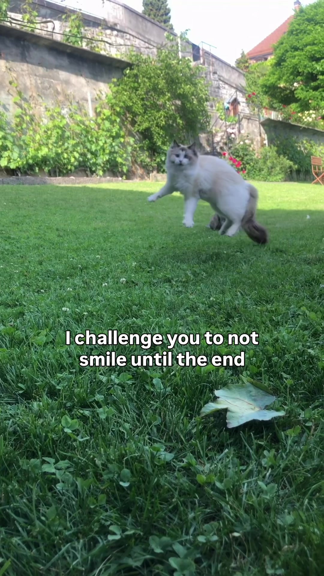@Lavaux Cat