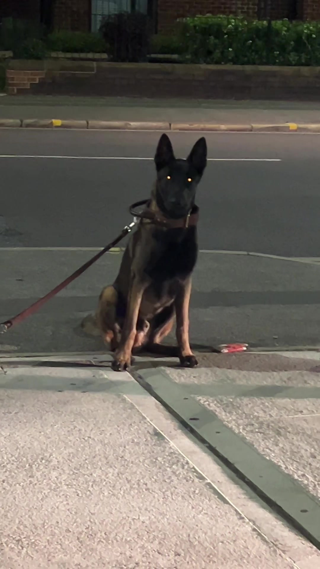 @K9Malinois