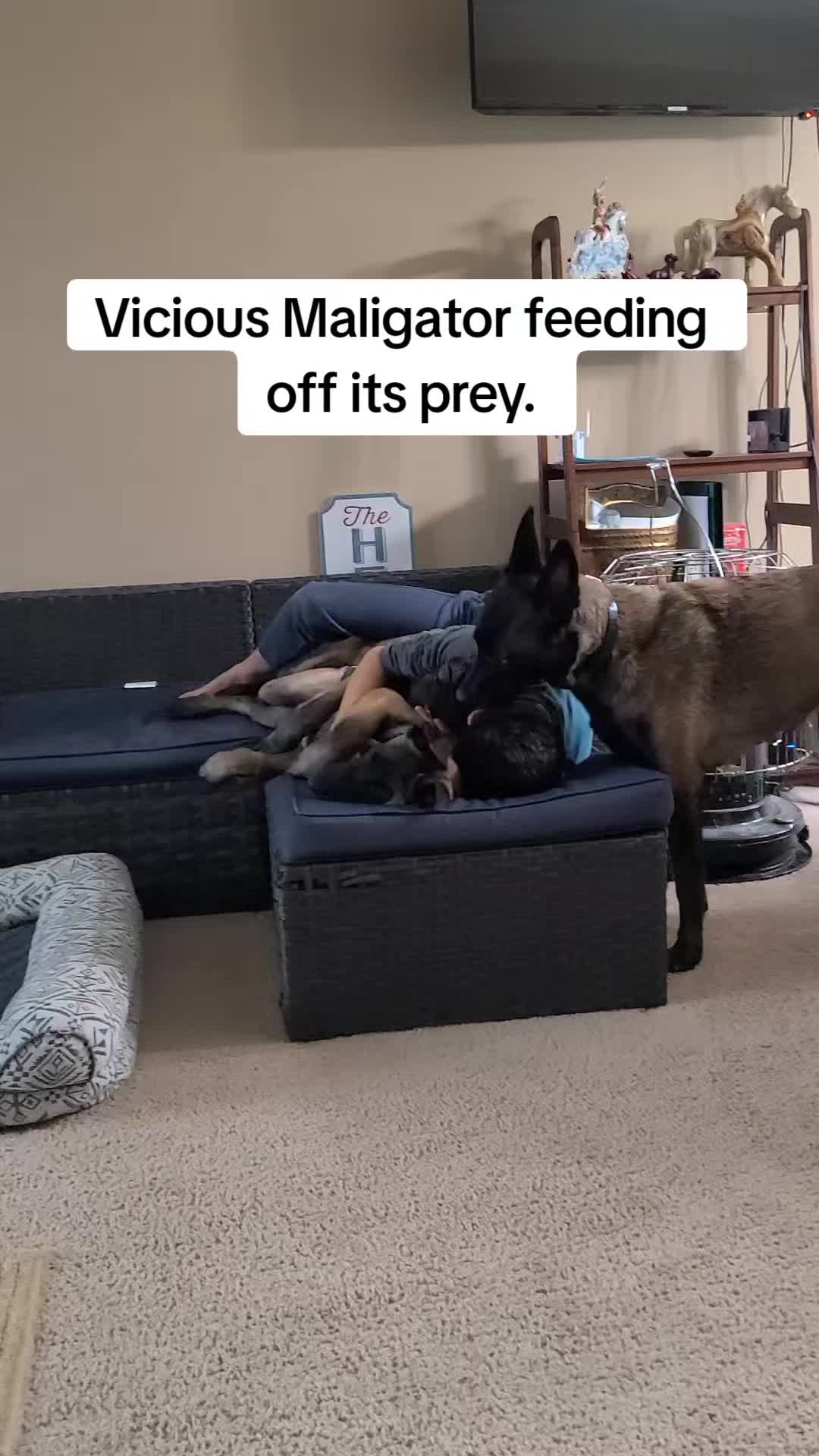 @My Mali Zelda