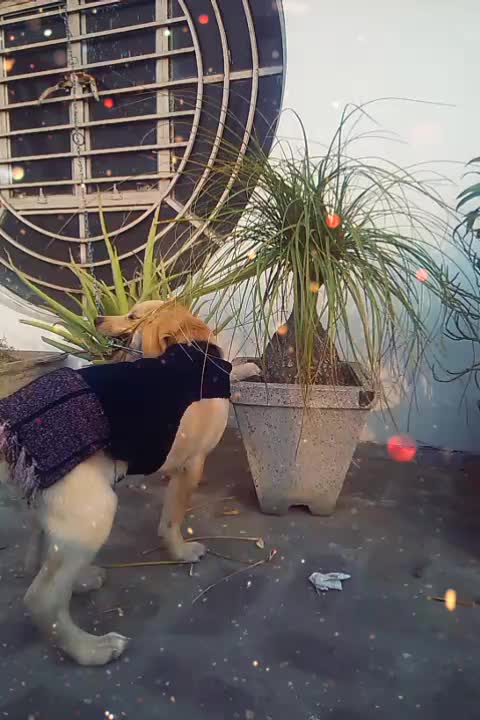 @Cute Doggo 🐶