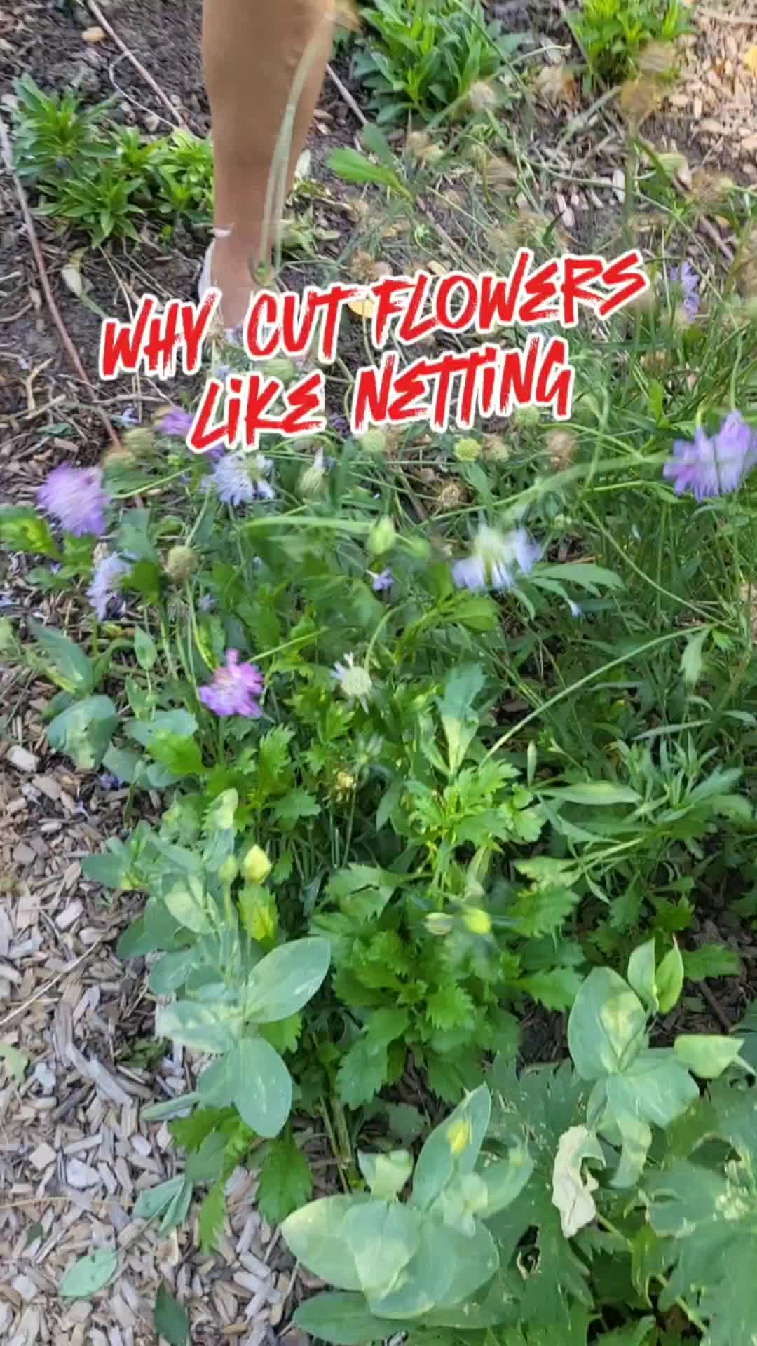 @perfumepunk