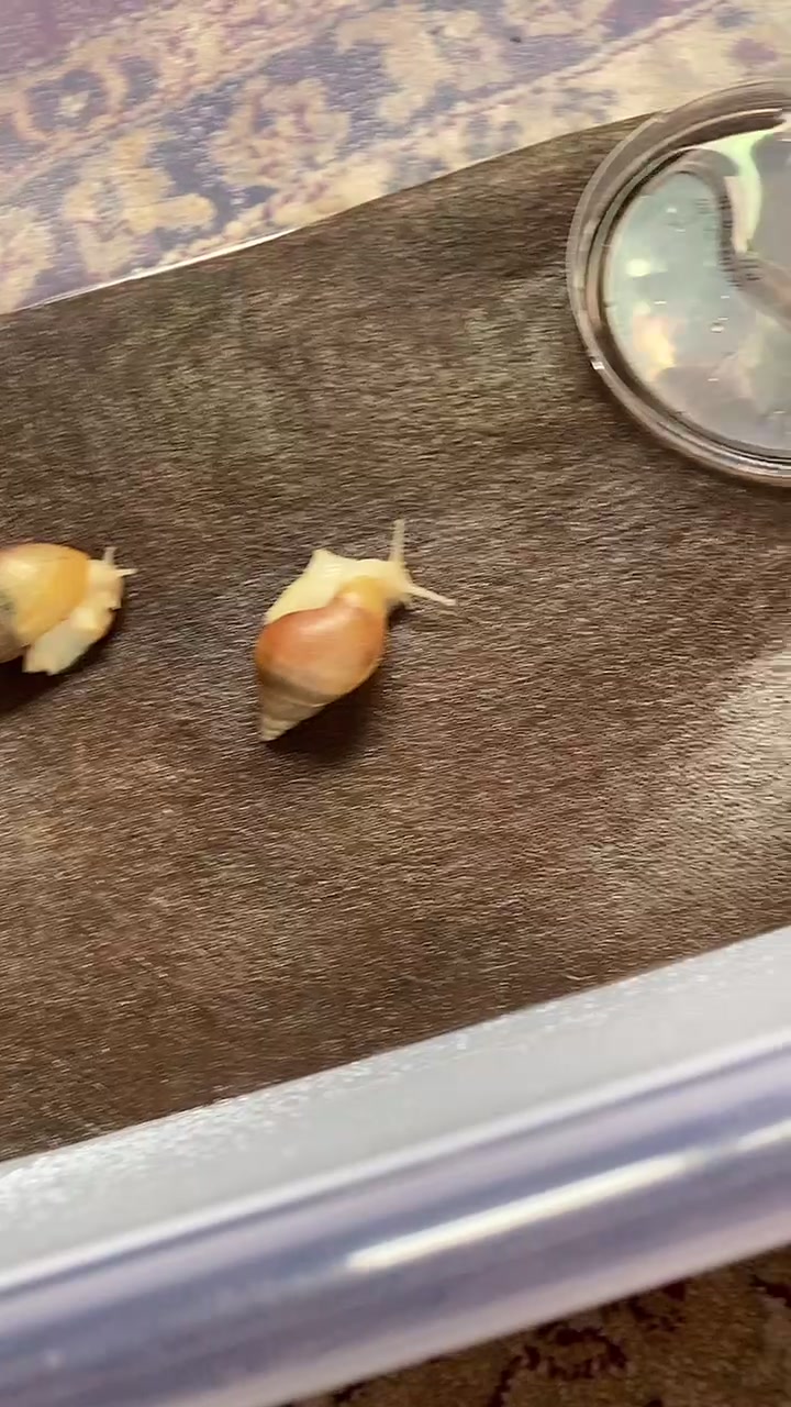 @Улитки ахатины🐌