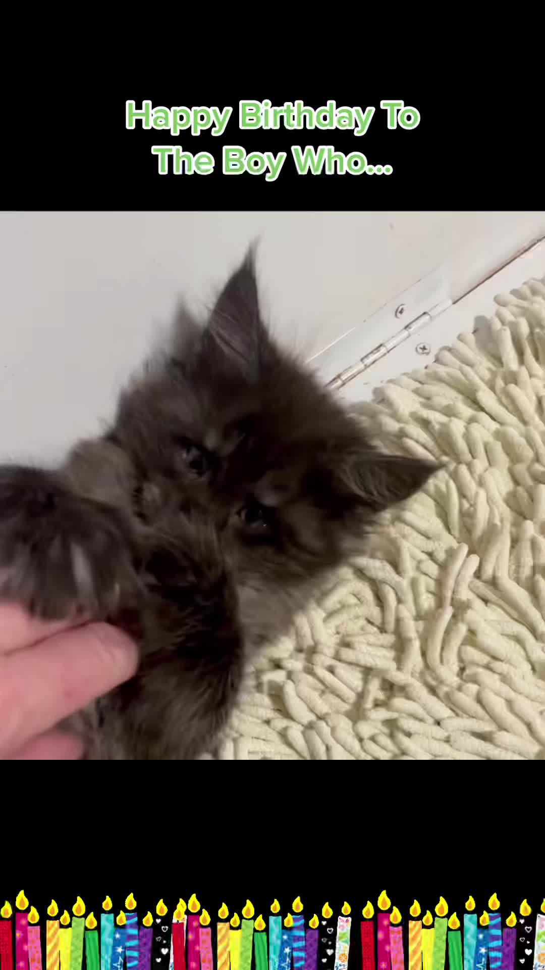 @kittensinparadise