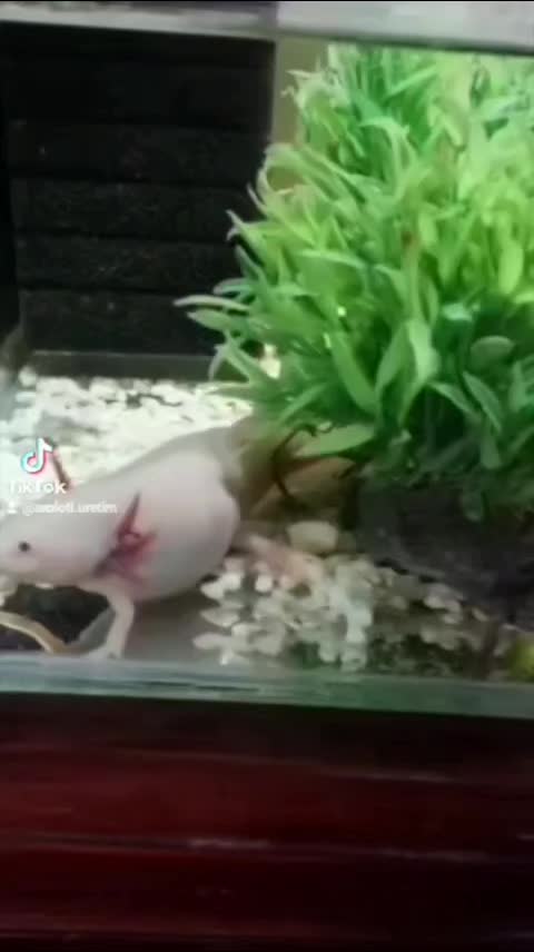 @axolotl üretim