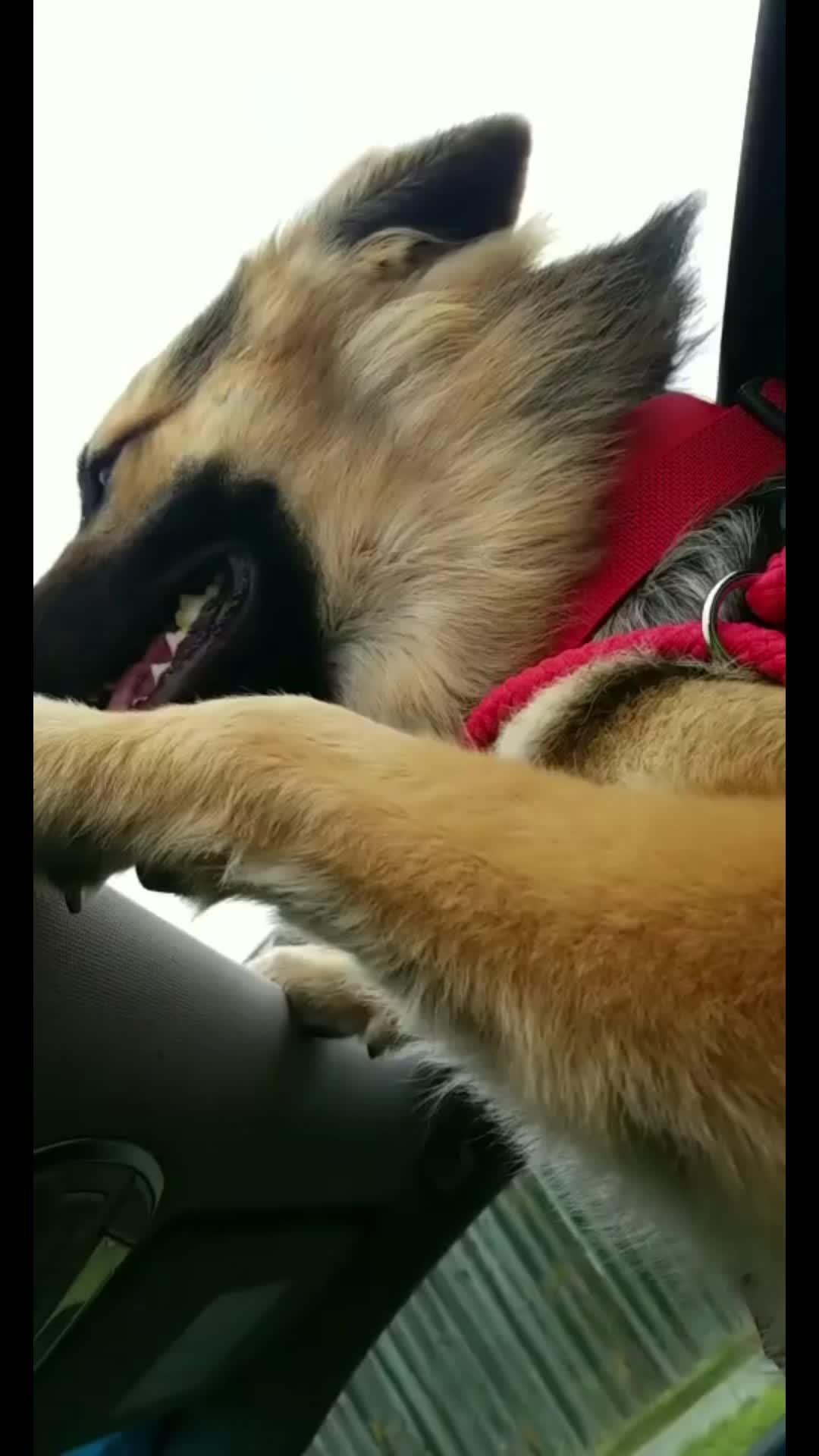 @Gunner GSD🐶
