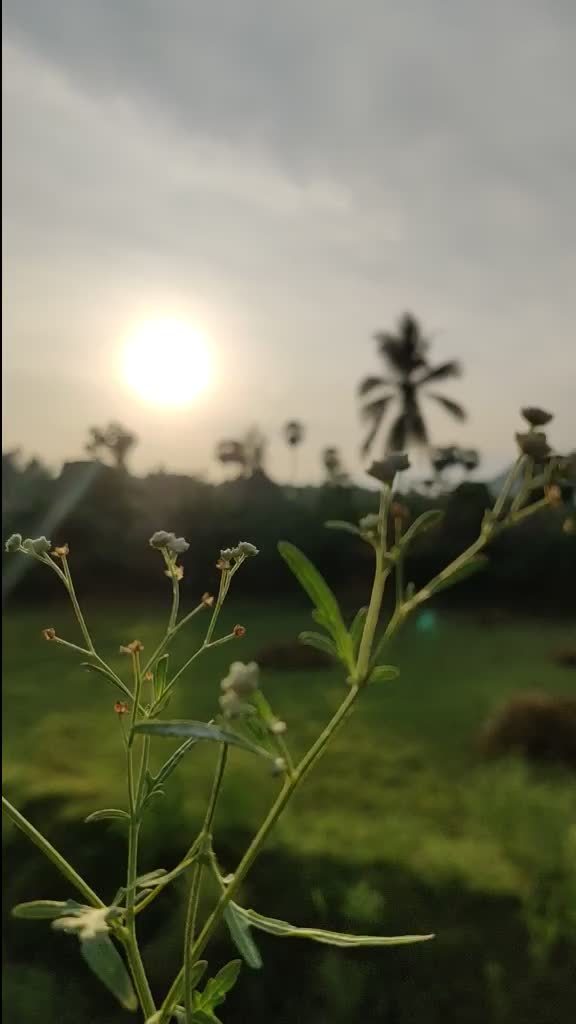 @vasurock