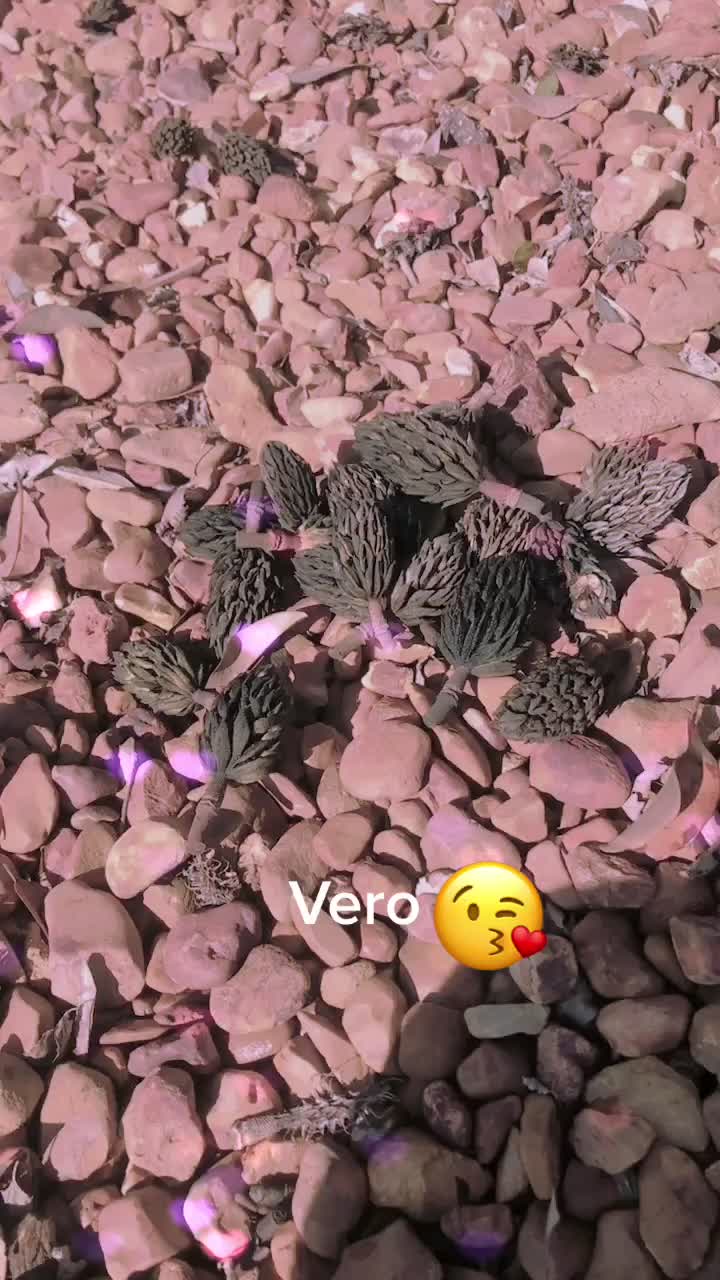 @Ara