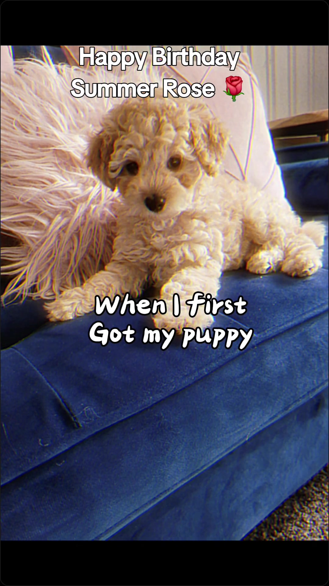 @Summer Rose The Poodle