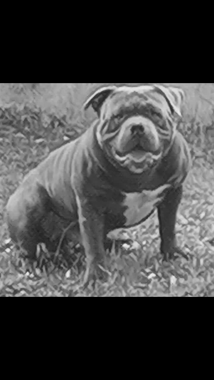 @GordiTheBully