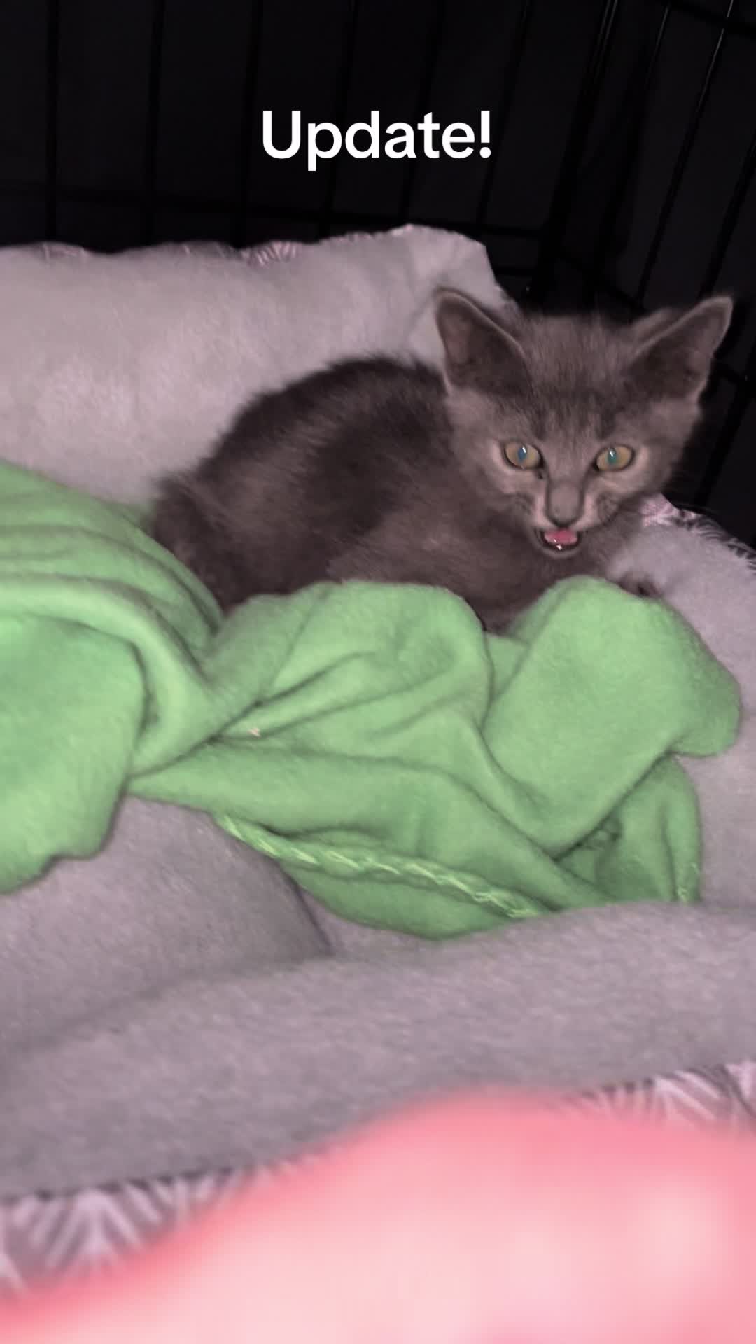 @motel cats
