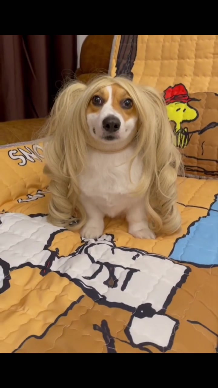 @corgilovecorgi