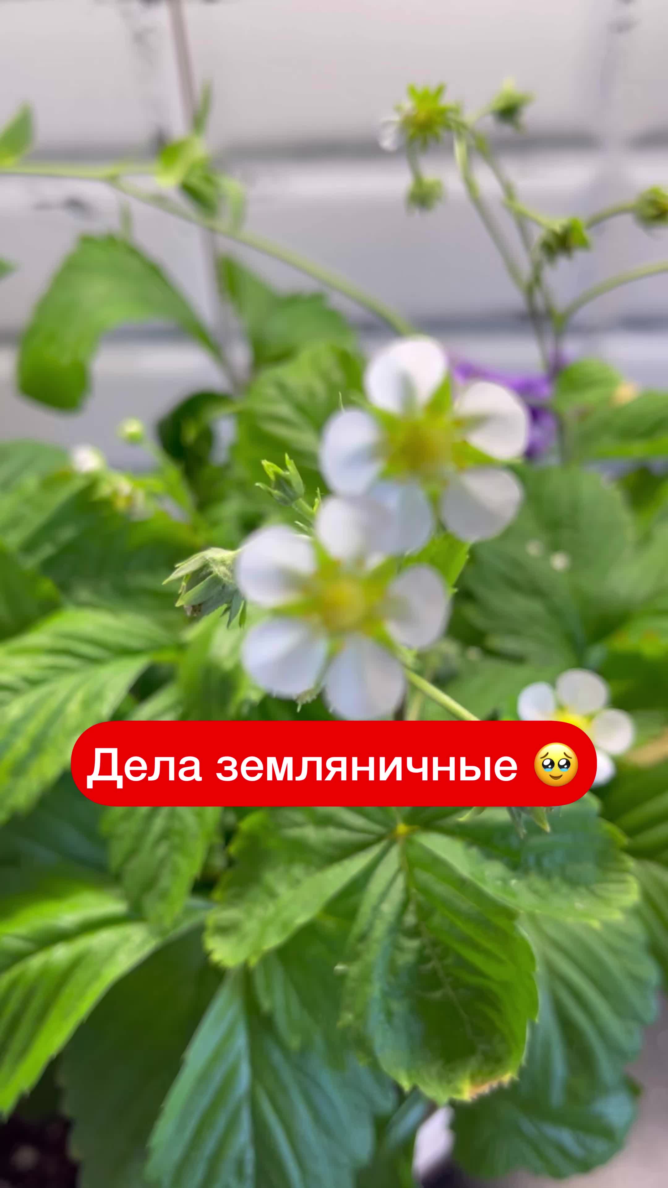 @Елена 🌱 Рай можно купить