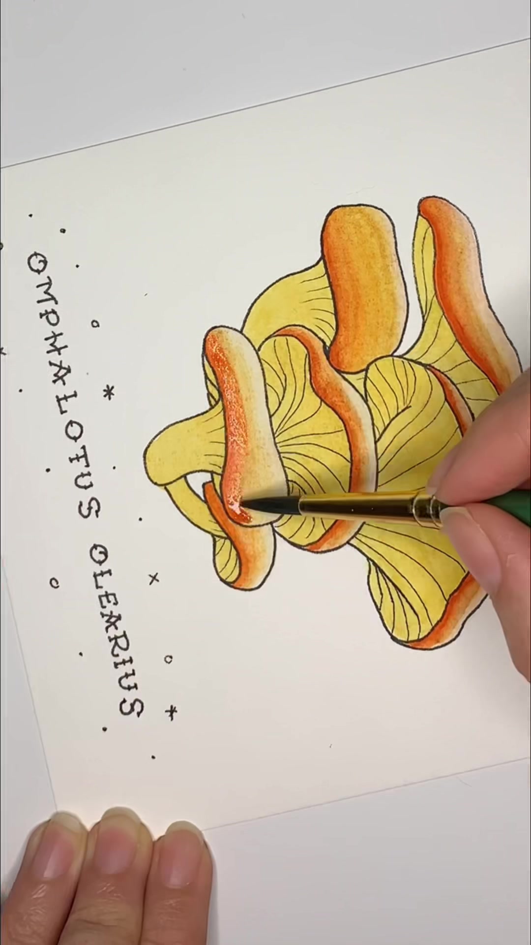 @poptortstudio