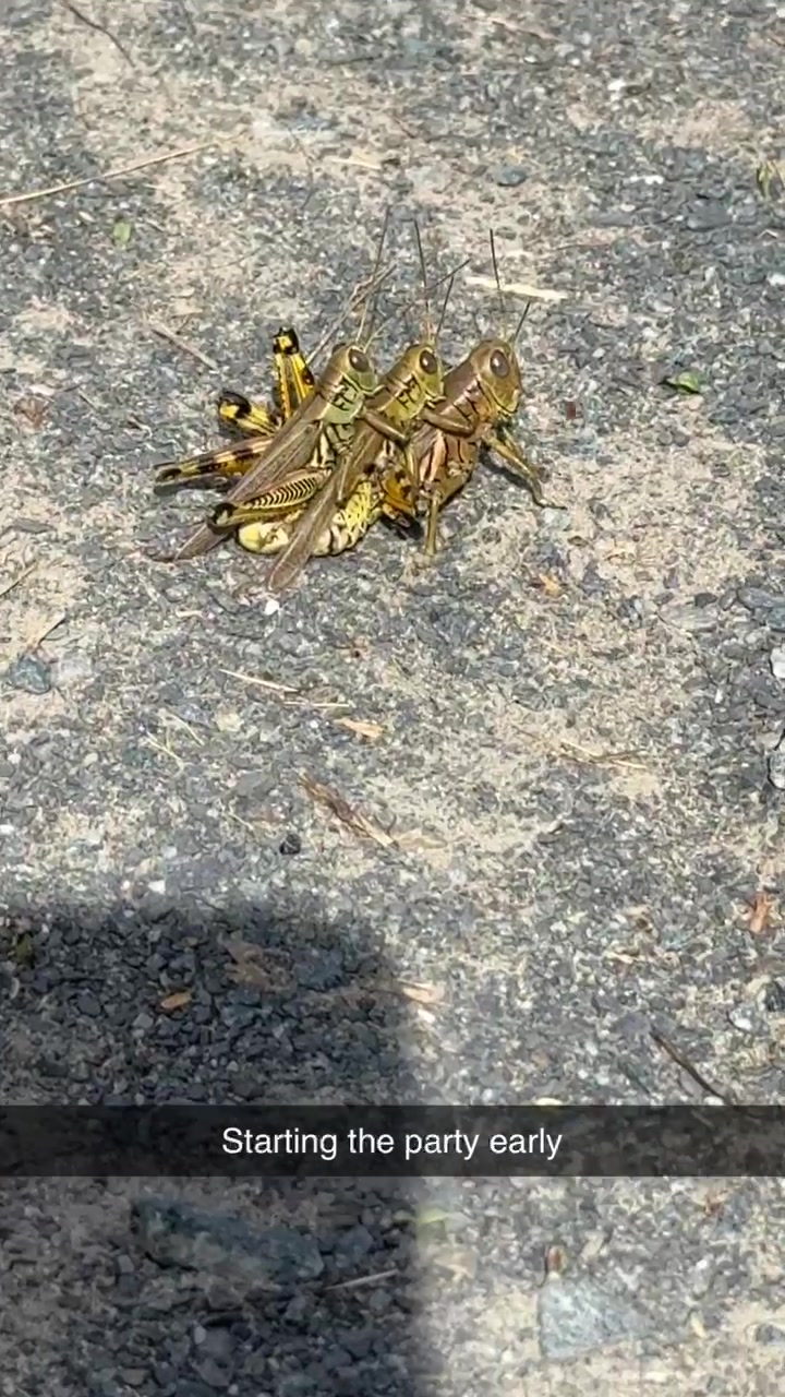 @PickleFishin