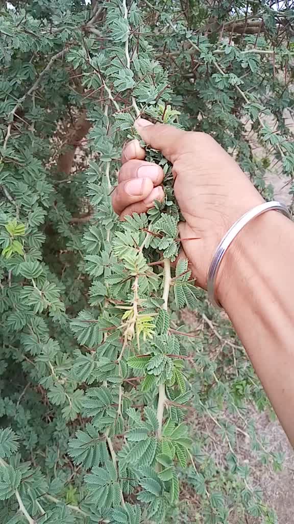 @Shubham Nimbolkar