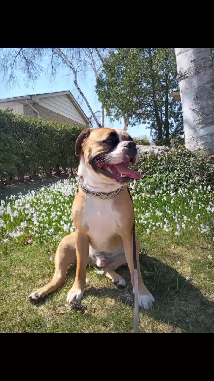 @WestEndDogWalking🐕🚶♀️