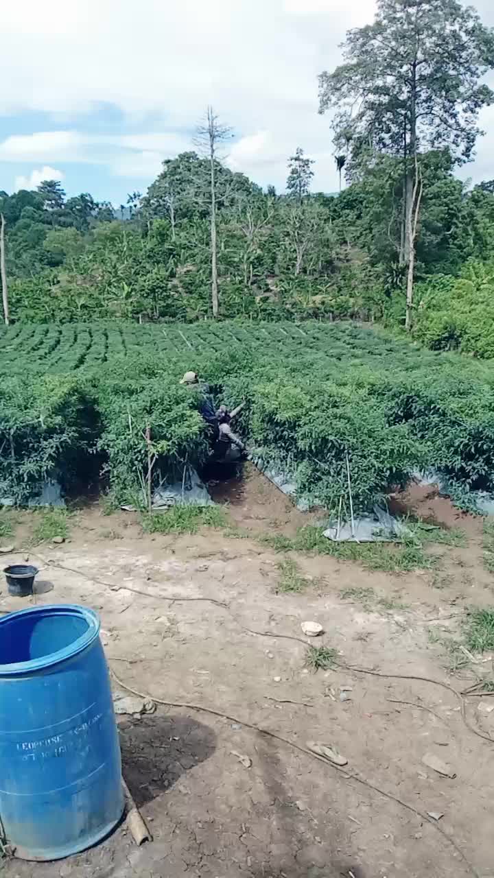 @petani