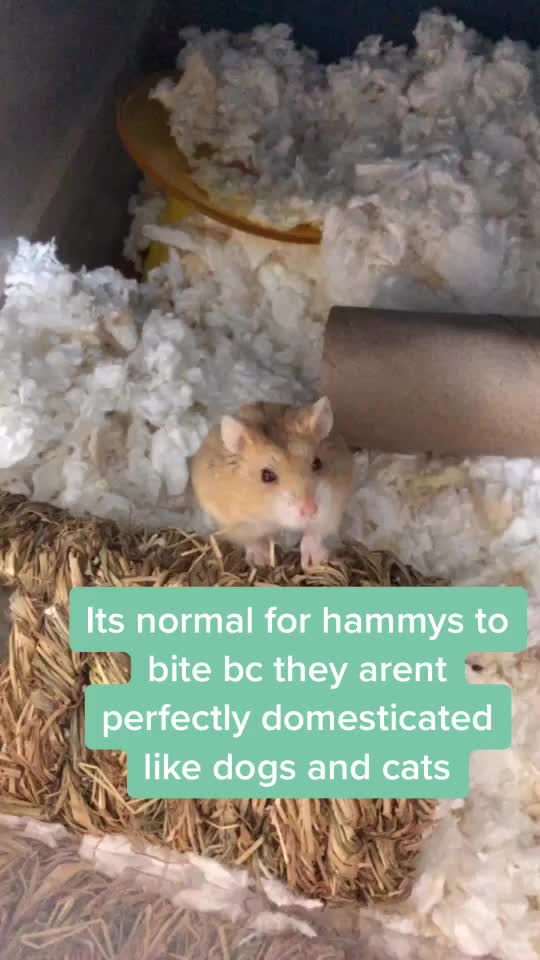 @Pop_corn_the_hamo