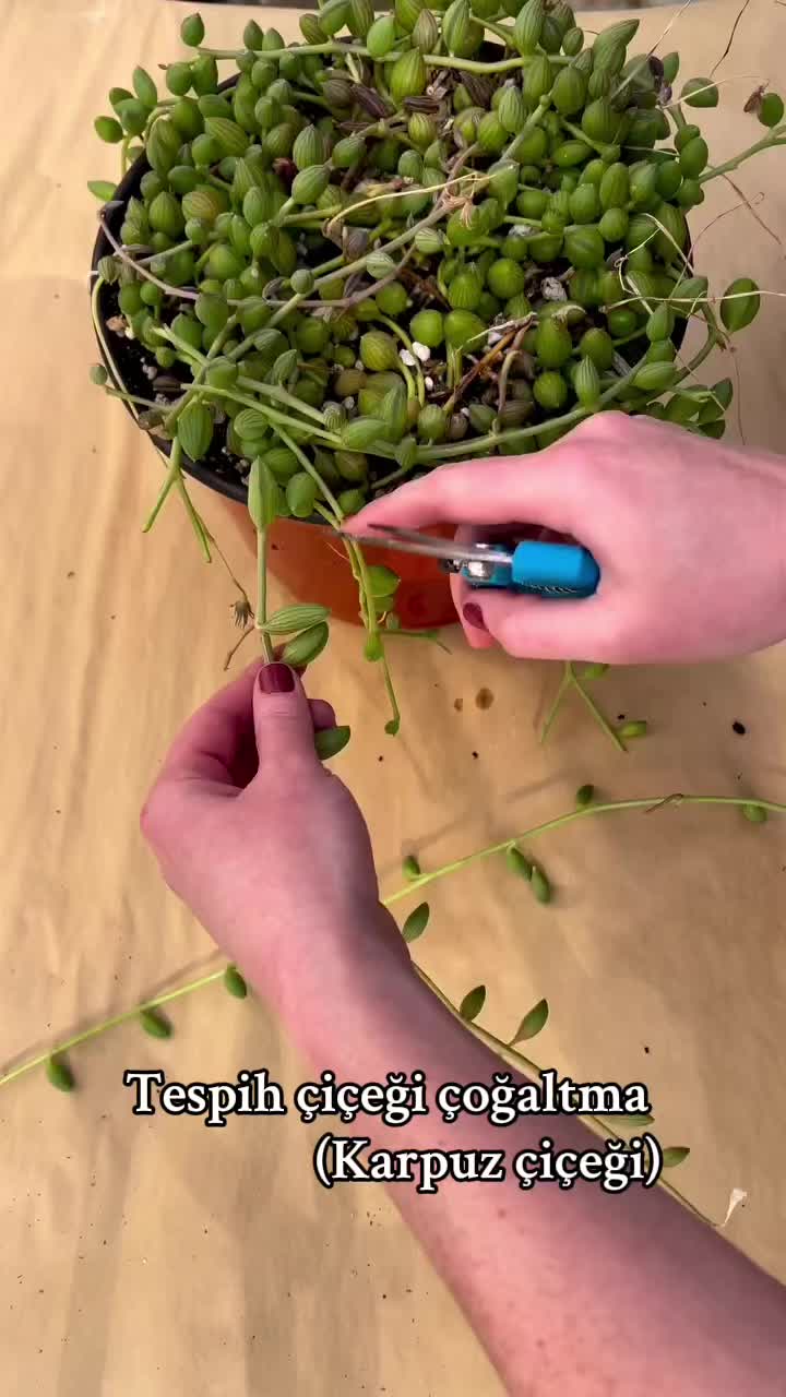 @Sukulentens