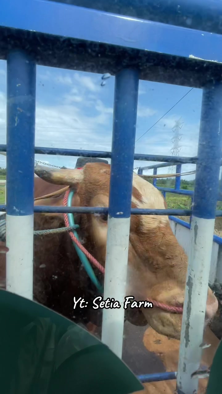 @Setia Farm