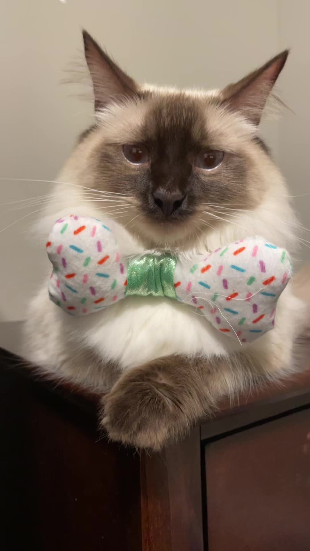 @brunokitten
