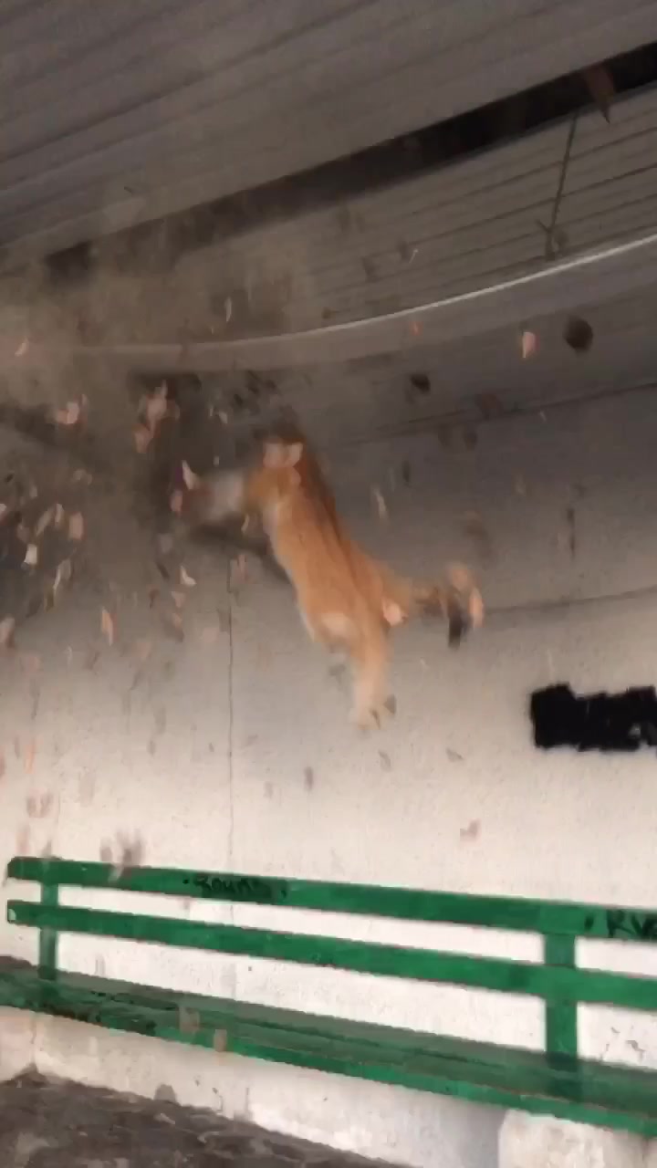 @KISVEK, КОТОРАЯ СНИМАЕТ🎥