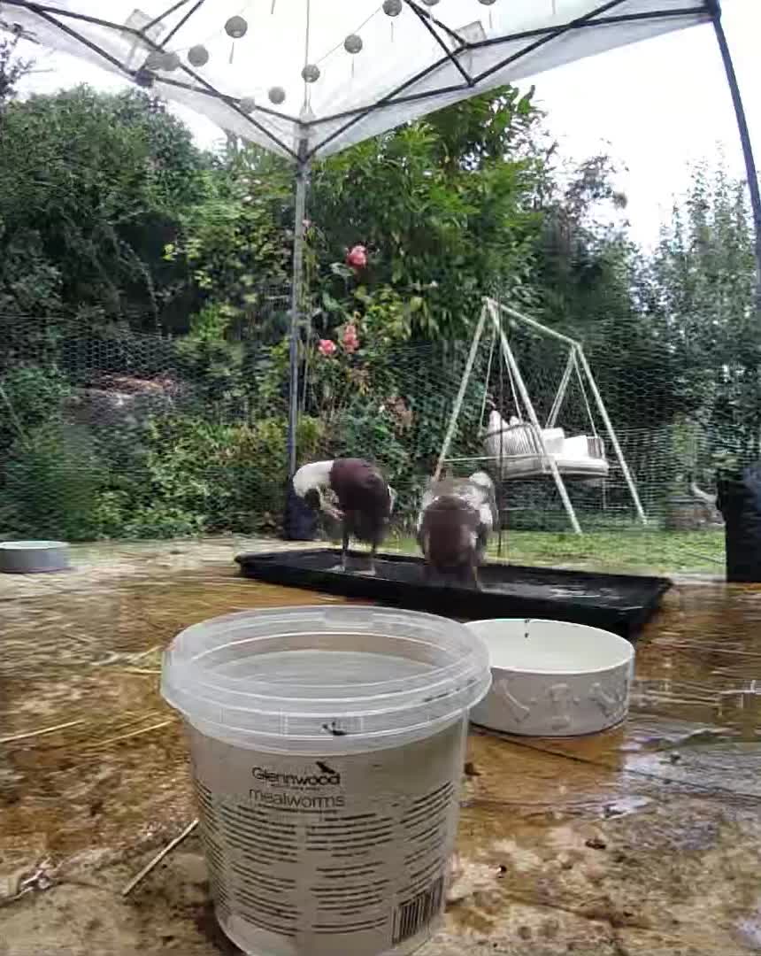 @Crazy Duck UK