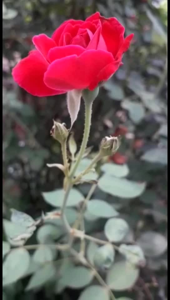 @alvina0786_khan
