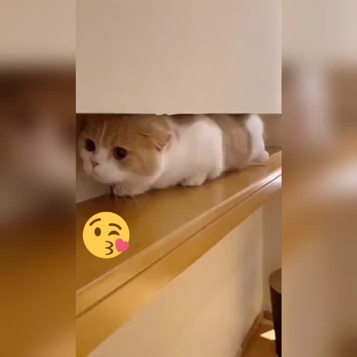 @leonupetpet