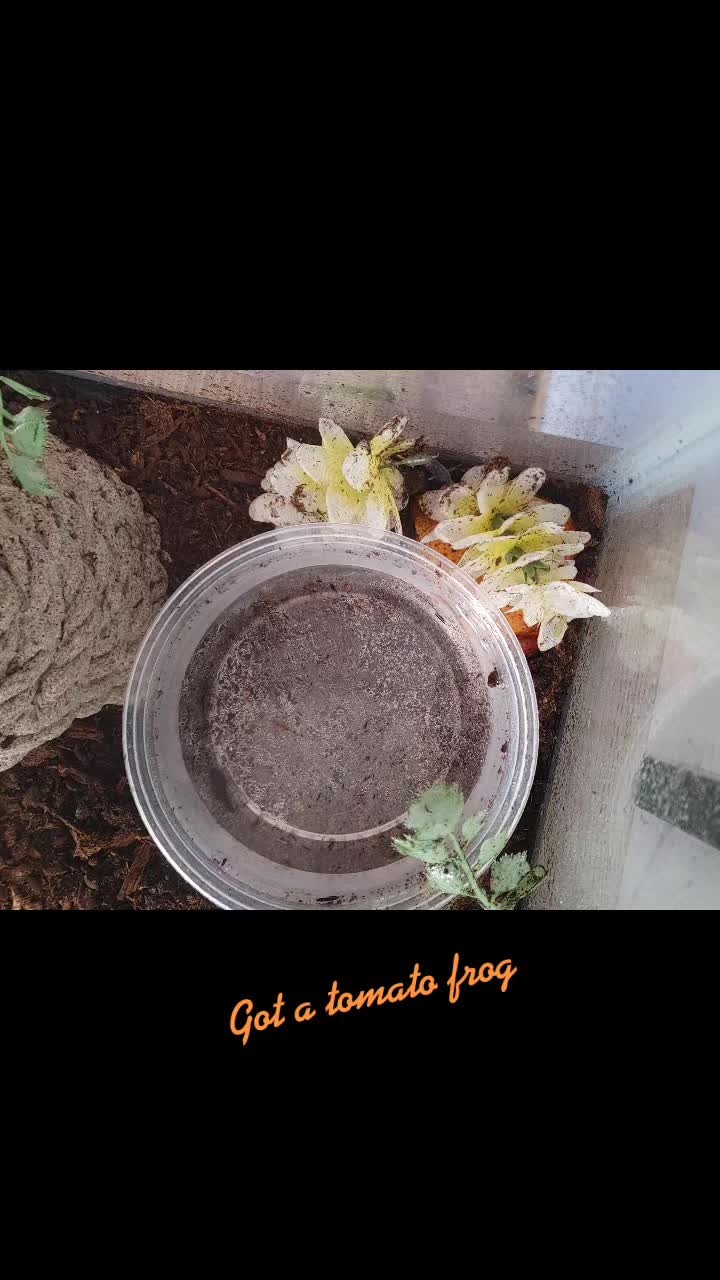 @WIreptiles