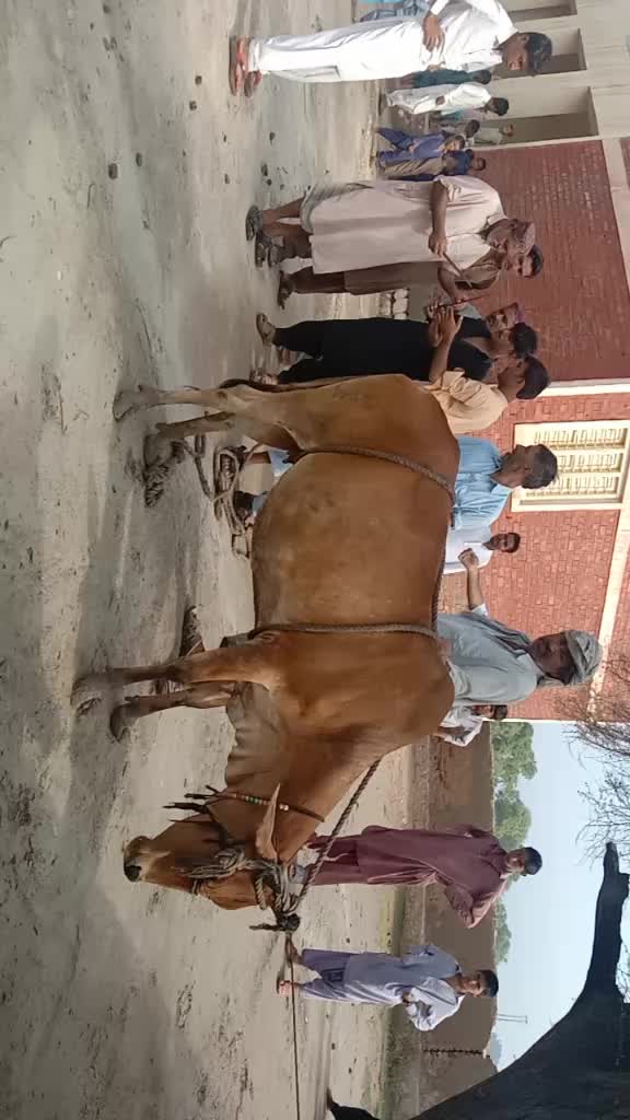 @Prince Younis Khan Balouch