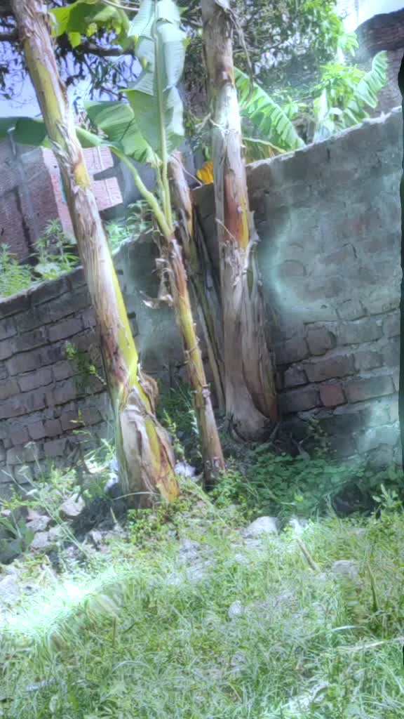 @baba