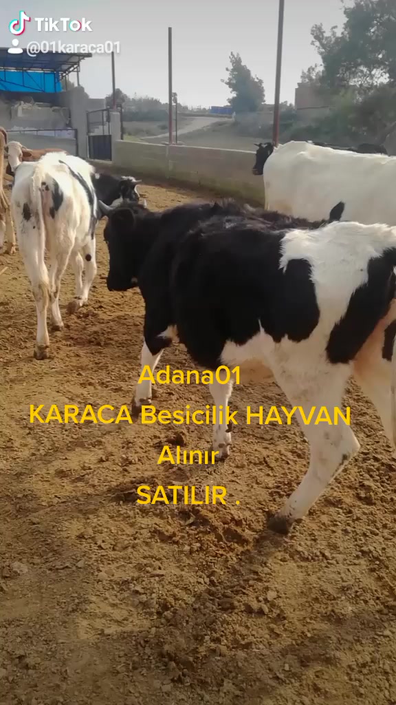 @01karaca02