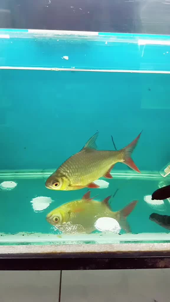 @Rebel Pets 🐠