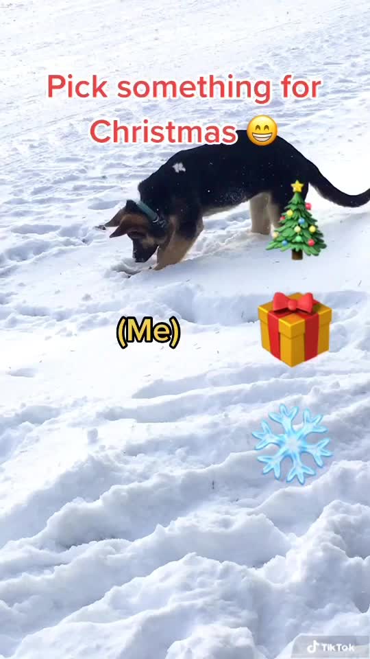 @🐶 Lily 🐶